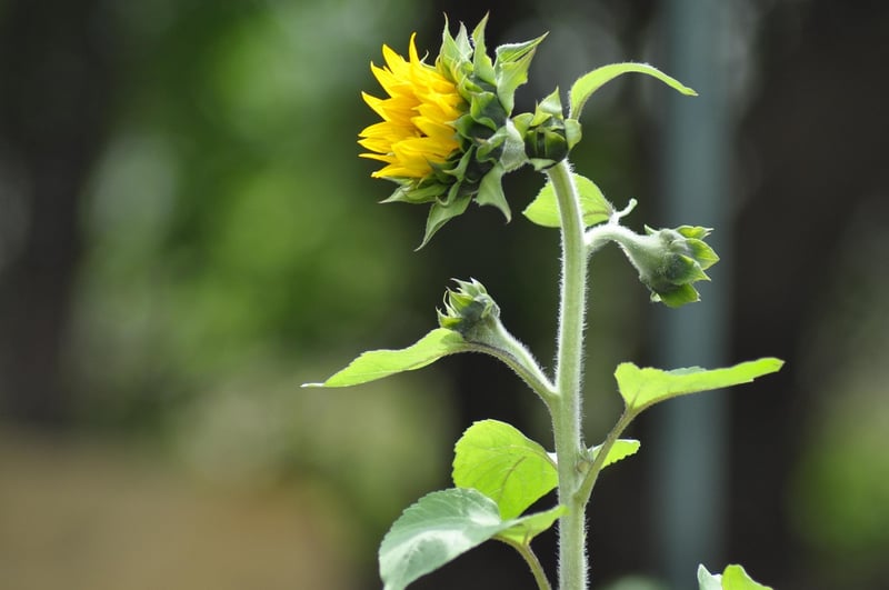 Benefits of Community Gardening