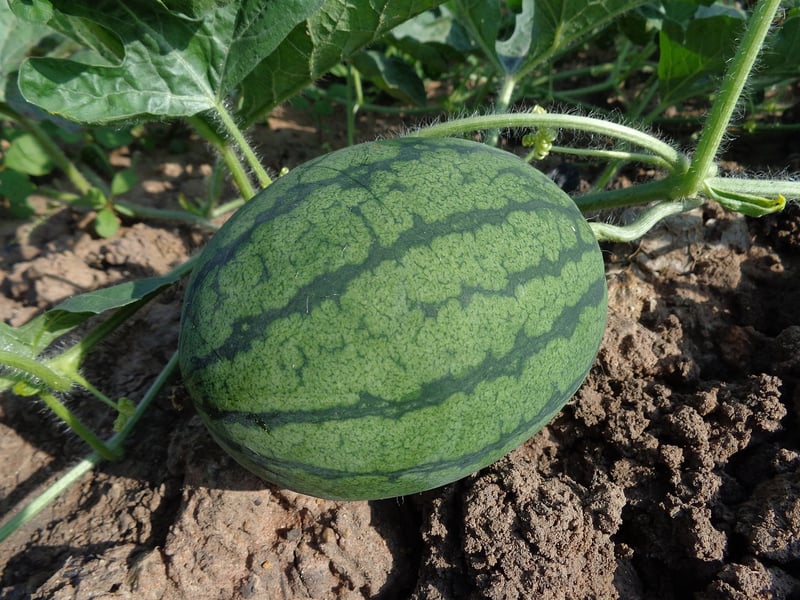 Organic Gardening Groups