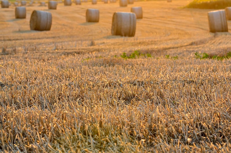 Spring Harvest Tips