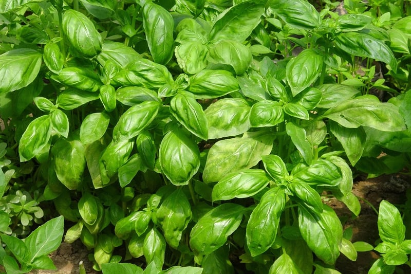 Community Herb Garden